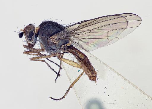 Heteromyza commixta Collin, 1901 - Heteromyza_commixta-1240945-habitus-12_5x_edit