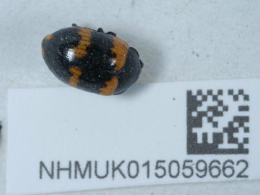 Diaperis boleti (Linnaeus, 1758) - 015059662_2