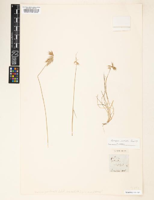 Agropyron pectinatum (Labill.) P.Beauv. - 000094265