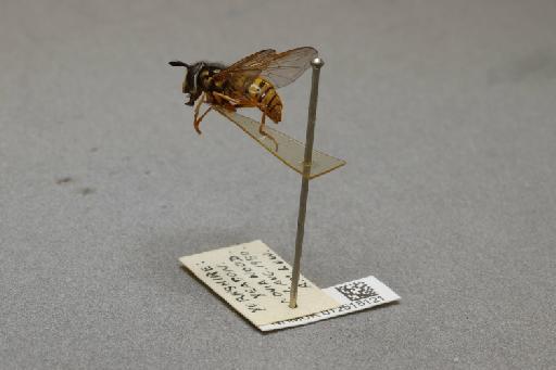 Chrysotoxum arcuatum (Linnaeus, 1758) - 012518121_additional_2