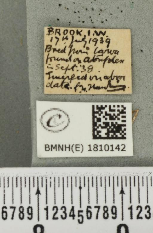 Eupithecia simpliciata (Haworth, 1809) - BMNHE_1810142_label_386106