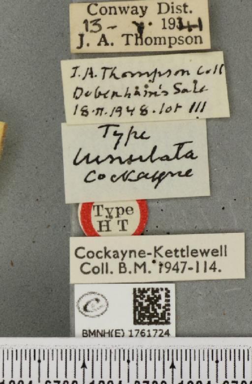 Gandaritis pyraliata ab. lunulata Cockayne, 1950 - BMNHE_1761724_label_345332