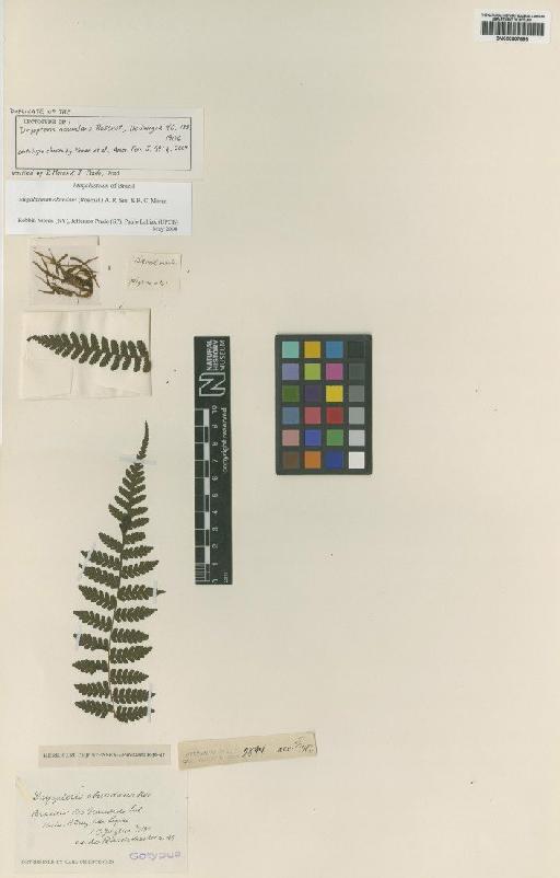 Megalastrum abundans (Rosenst.) A.R.Sm. & R.C.Moran - BM000907698