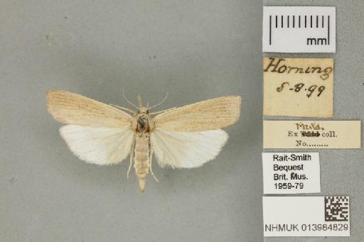 Calamotropha paludella (Hübner, 1824) - 013984829_151450_1082839