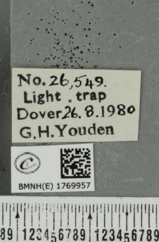 Dysstroma truncata truncata (Hufnagel, 1767) - BMNHE_1769957_label_350726