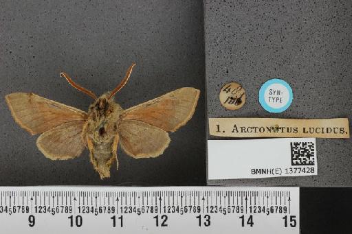 Proserpinus lucidus (Boisduval, 1852) - BMNH(E) 1377428 Proserpinus lucidus ventral and labels.JPG