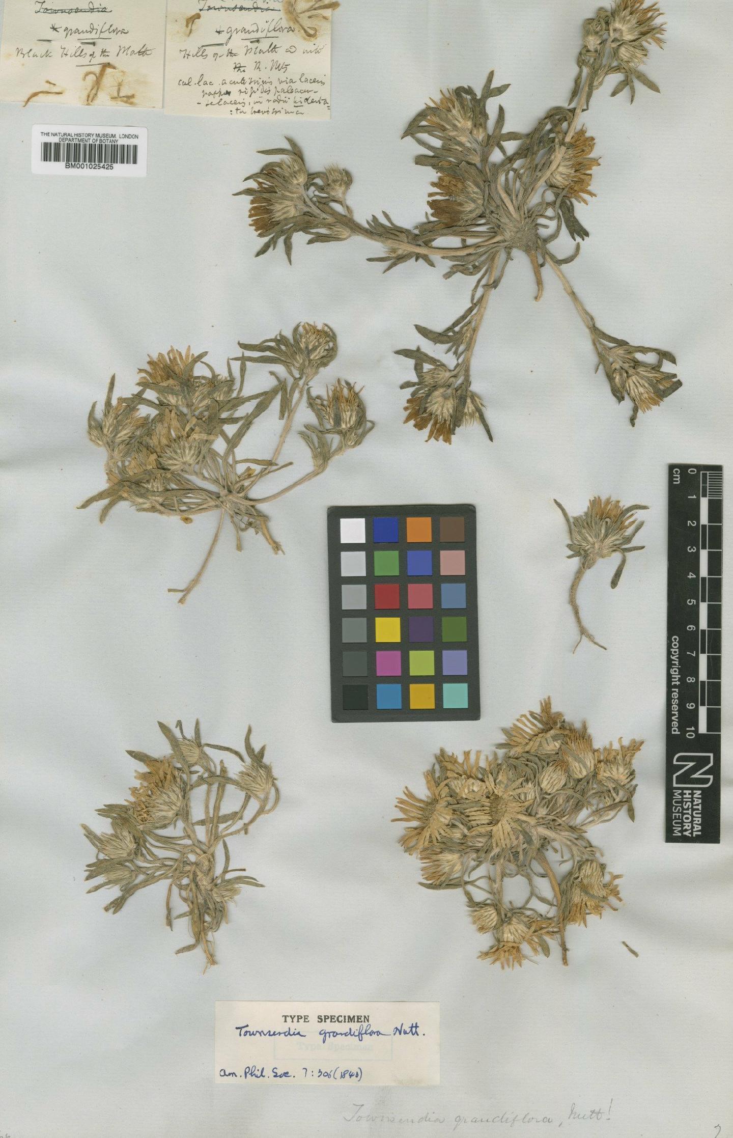 To NHMUK collection (Townsendia grandiflora Nutt.; Type; NHMUK:ecatalogue:747228)