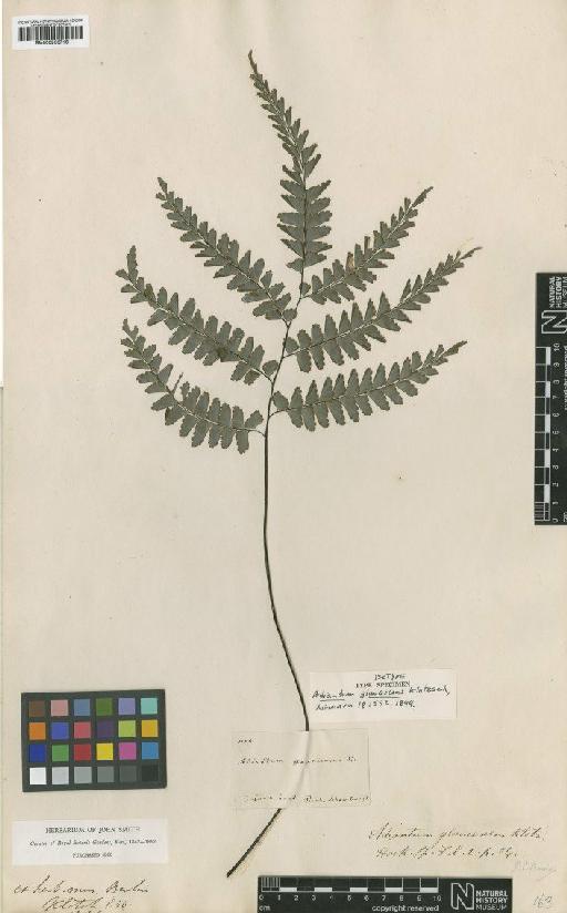 Adiantum glaucescens Klotzsch - BM000936716