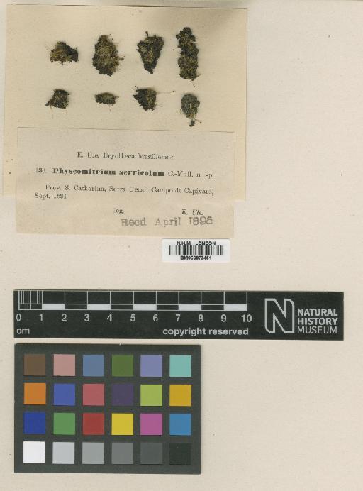 Funaria serricola (Müll.Hal.) Broth. - BM000873451_a