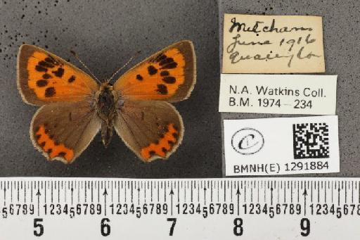 Lycaena phlaeas eleus (Fabricius, 1798) - BMNHE_1291884_129206