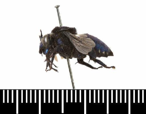 Melissa insignis Smith, F., 1879 - Melissa insignis type 17b497 habitus lateral