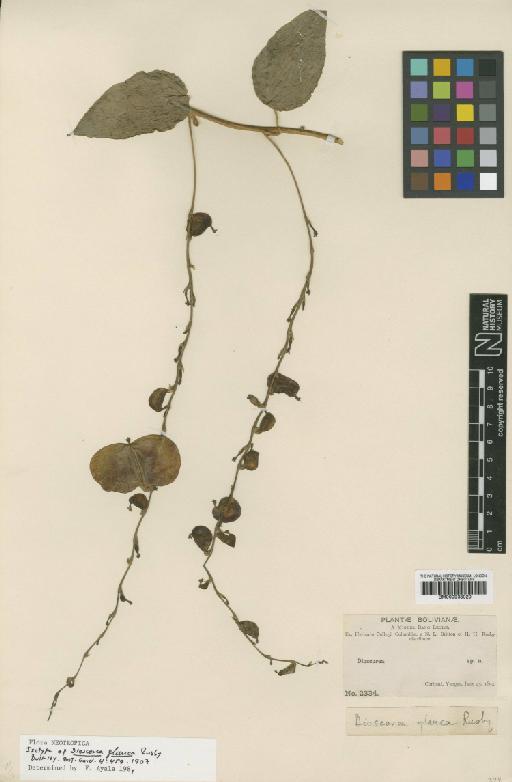 Dioscorea coripatenis (Rusby) J.F.Macbr. - BM000938020