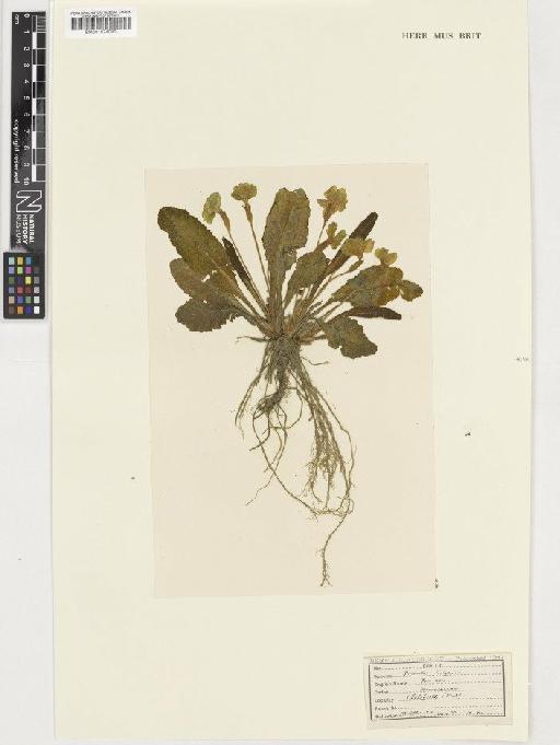 Primula vulgaris Huds. - BM001074080