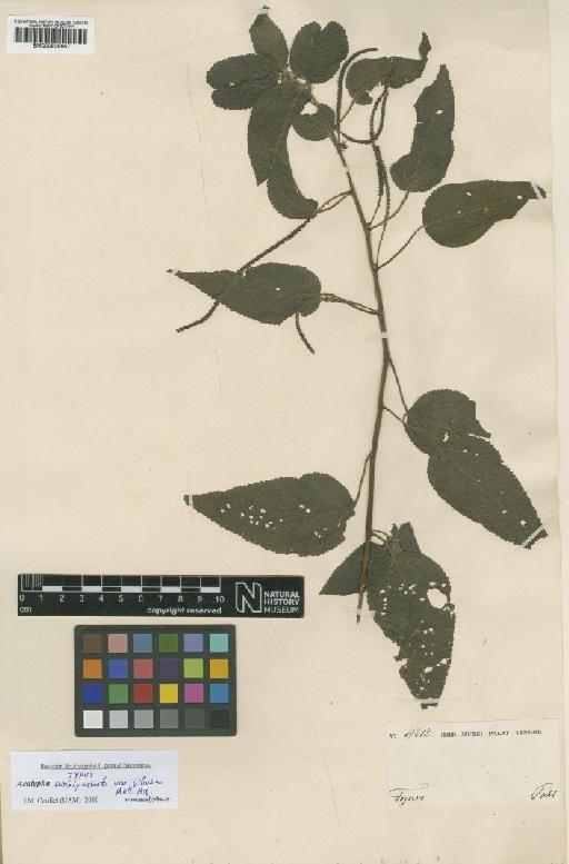 Acalypha amblyodonta var. villosa Müll.Arg. - BM000939657