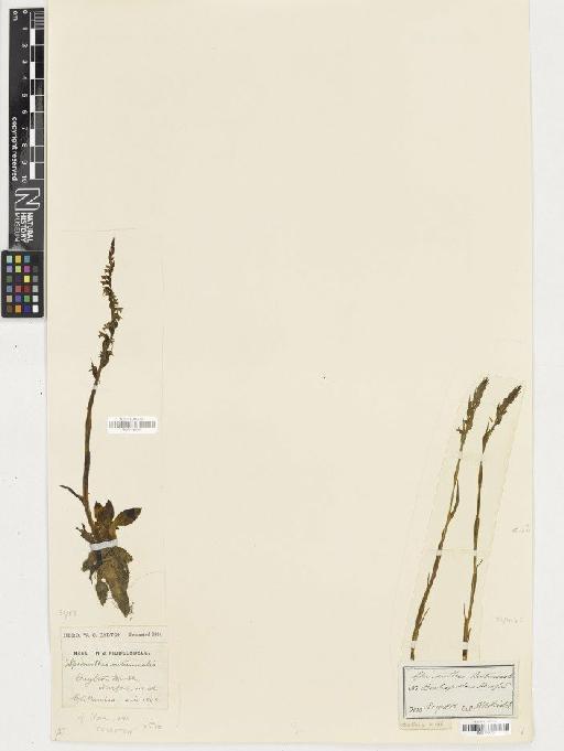 Spiranthes spiralis (L.) Chevall. - BM001164360