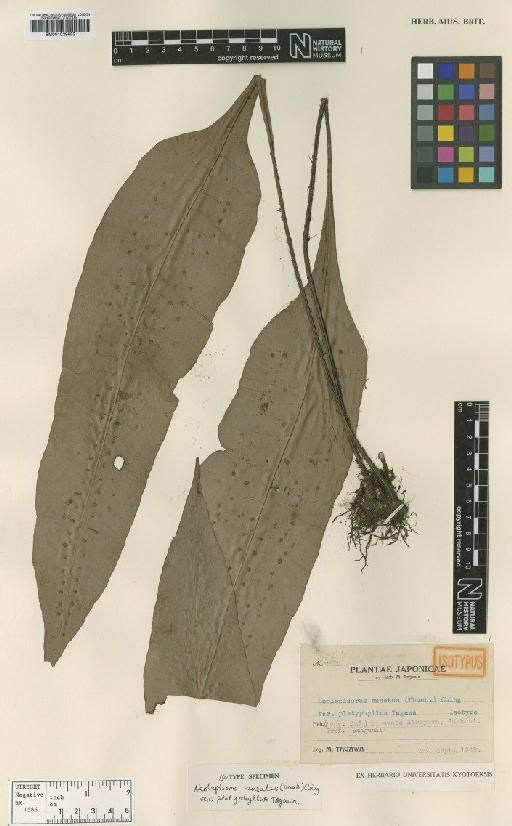 Neolepisorus ensatus var. platyphyllus Tagawa - BM001039682
