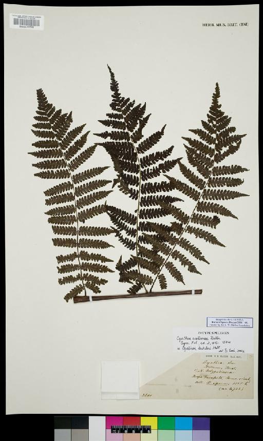 Cyathea lechleri Mett. - Spruce - BM000777351