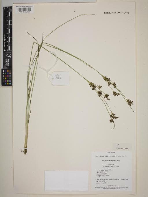 Juncus compressus Jacq. - BM013737080