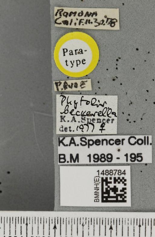 Phytoliriomyza beckerella Spencer, 1981 - BMNHE_1488784_label_52631