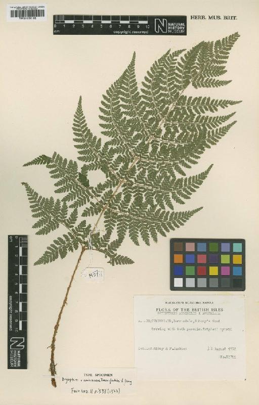 Dryopteris × ambroseae Fraser-Jenk. & Jermy - BM001066198
