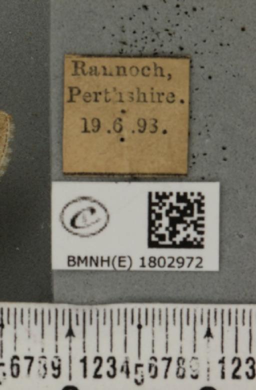 Perizoma albulata albulata (Denis & Schiffermüller, 1775) - BMNHE_1802972_label_375600