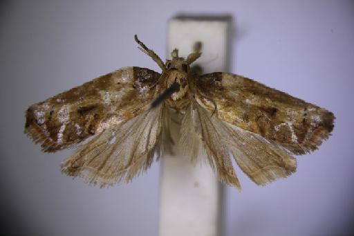 Acleris elaearcha Meyrick - Argyrotoxa_elaearcha_Meyrick_1908_LT_BMNH(E)#1054775_IMG_0001