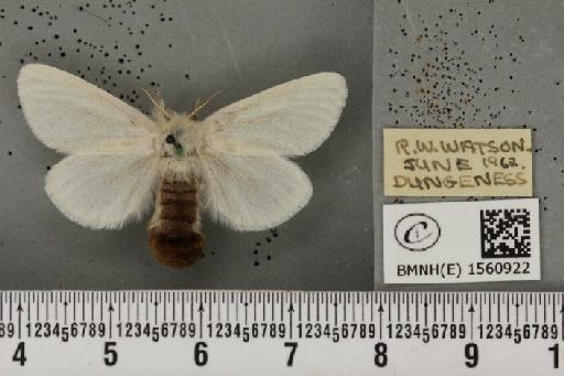 Euproctis chrysorrhoea (Linnaeus, 1758) - BMNHE_1560922_253578
