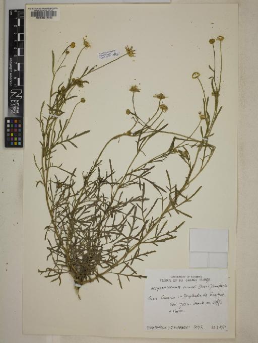 Argyranthemum escarrei (Svent.) Humphries - 000614995