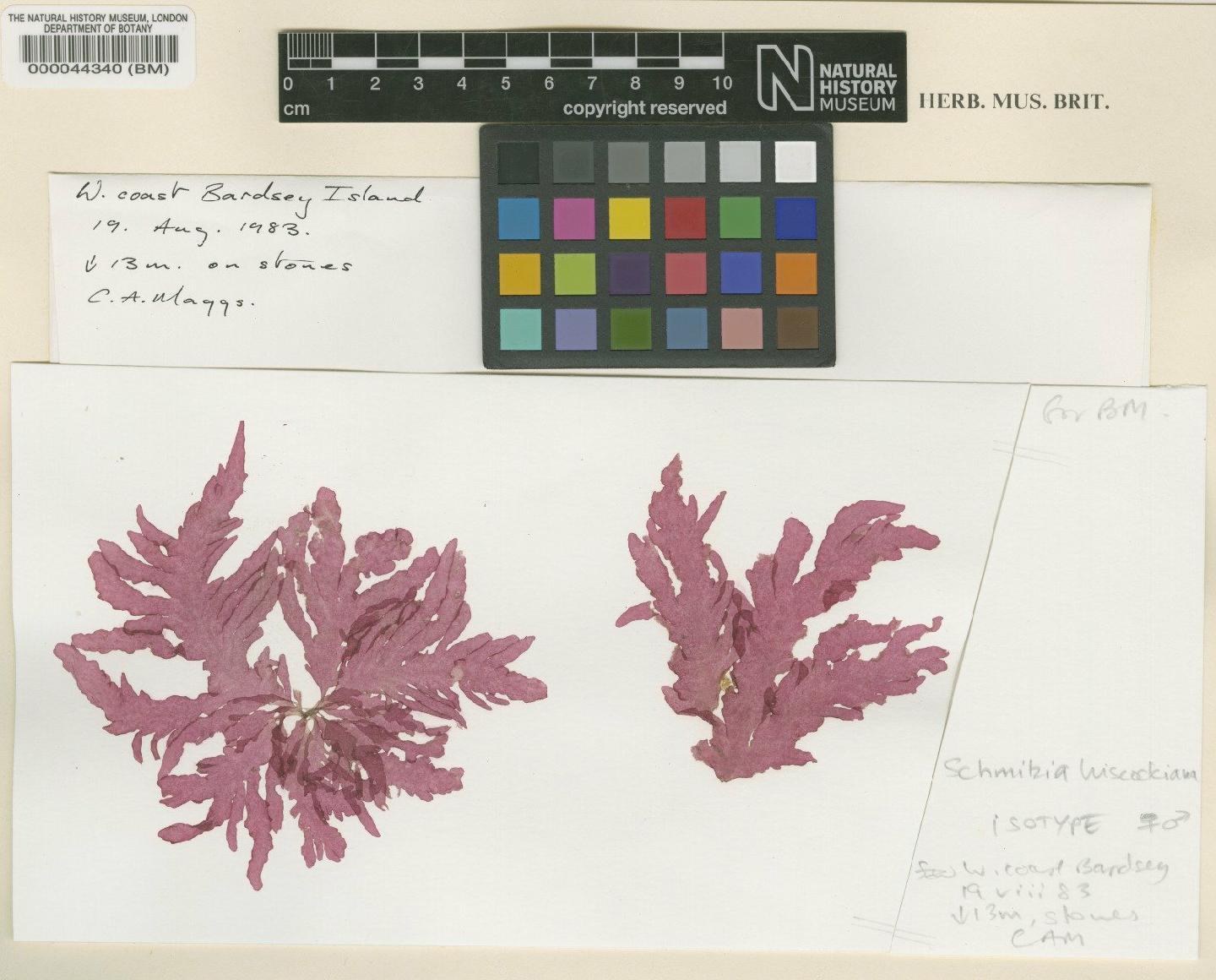 To NHMUK collection (Schmitzia hiscockiana Maggs & Guiry; Isotype; NHMUK:ecatalogue:4779178)