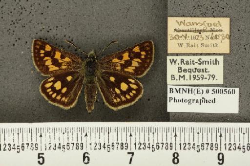 Carterocephalus palaemon (Pallas, 1771) - BMNHE_500560_175893