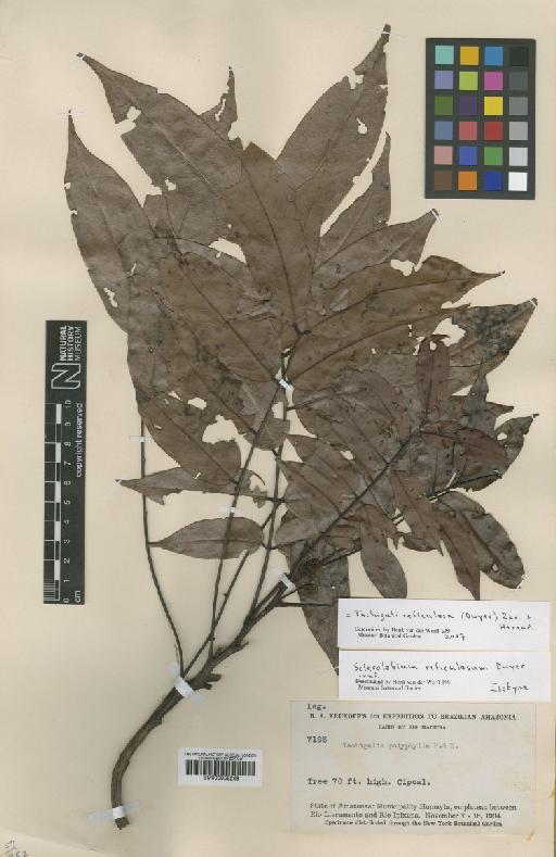 Tachigali reticulosa (Dwyer) Herend - BM000952269