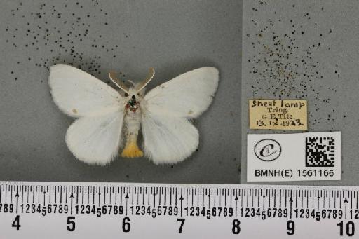 Euproctis similis (Fuessly, 1775) - BMNHE_1561166_253883