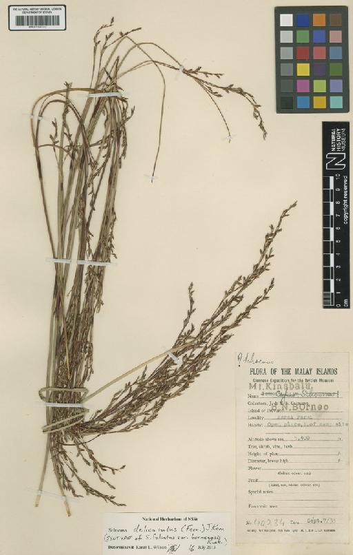 Schoenus delicatulus (Fernald) J.Kern - BM001191333