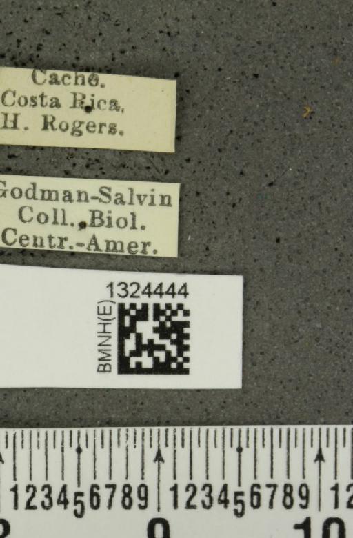 Isotes sexpunctata (Jacoby, 1878) - BMNHE_1324444_label_21971