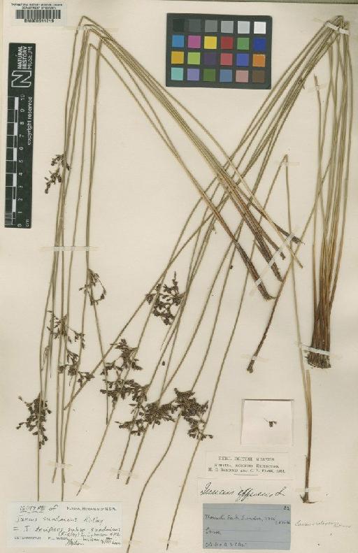 Juncus decipiens subsp. sundaicus (Ridl.) L.Johnson & K.L.Wilson - BM000611219