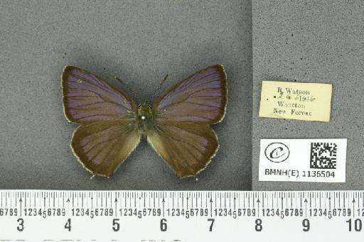 Neozephyrus quercus (Linnaeus, 1758) - BMNHE_1136504_94227