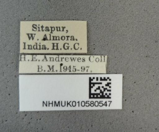 Chlaenius pretiosus Chaudoir, 1856 - NHMUK010580547_labels