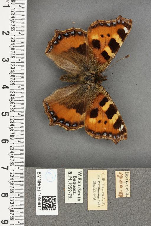 Aglais urticae ab. sordida Fritsch, 1913 - BMNHE_1055917_45277