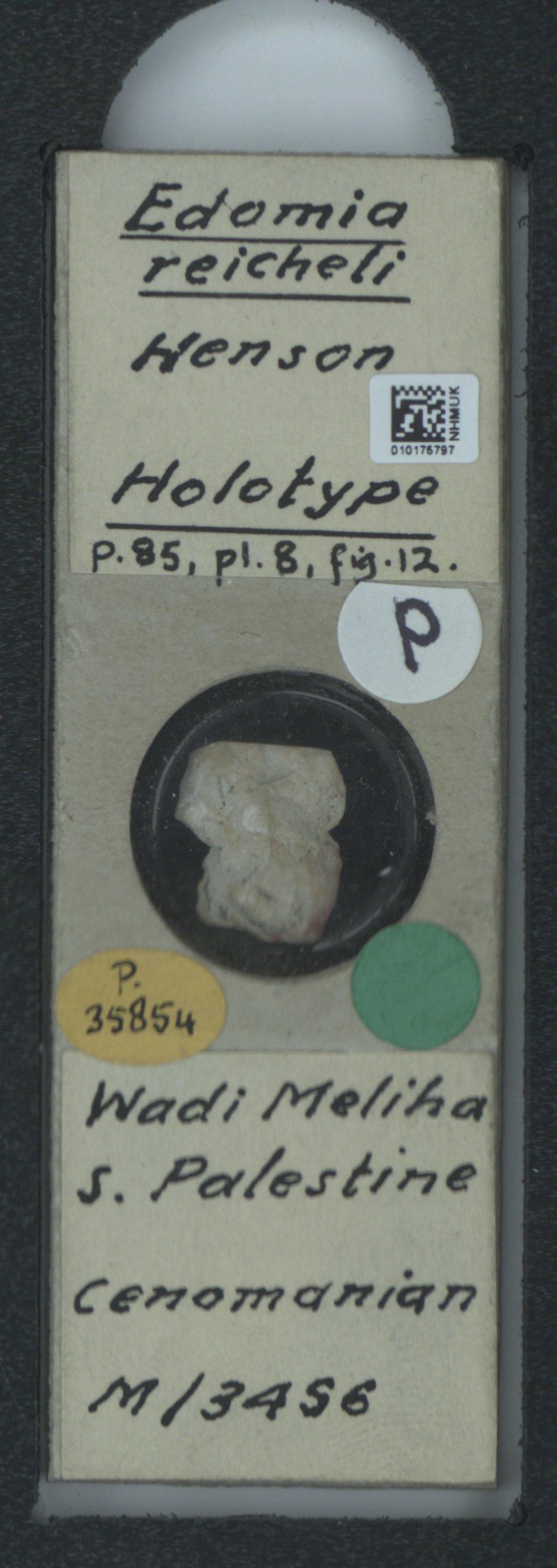 To NHMUK collection (Edomia reicheli Henson, 1948; Holotype; NHMUK:ecatalogue:2323792)