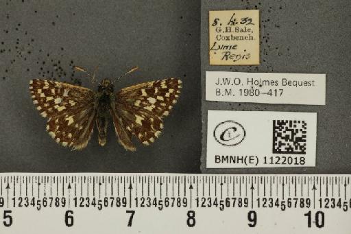 Pyrgus malvae (Linnaeus, 1758) - BMNHE_1122018_76845