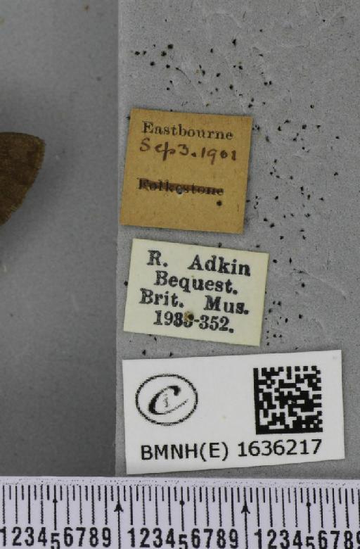 Macroglossum stellatarum (Linnaeus, 1758) - BMNHE_1636217_label_205933