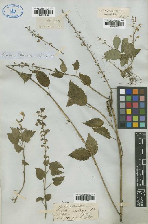 Scutellaria violacea Heyne ex Roth - BM000950449