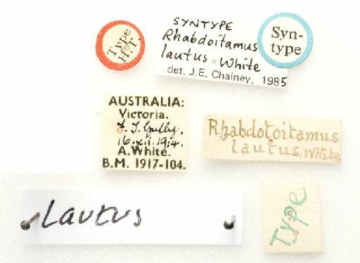 Rhabdotoitamus lautus White, 1918 - Rhabdotoitamus lautus label