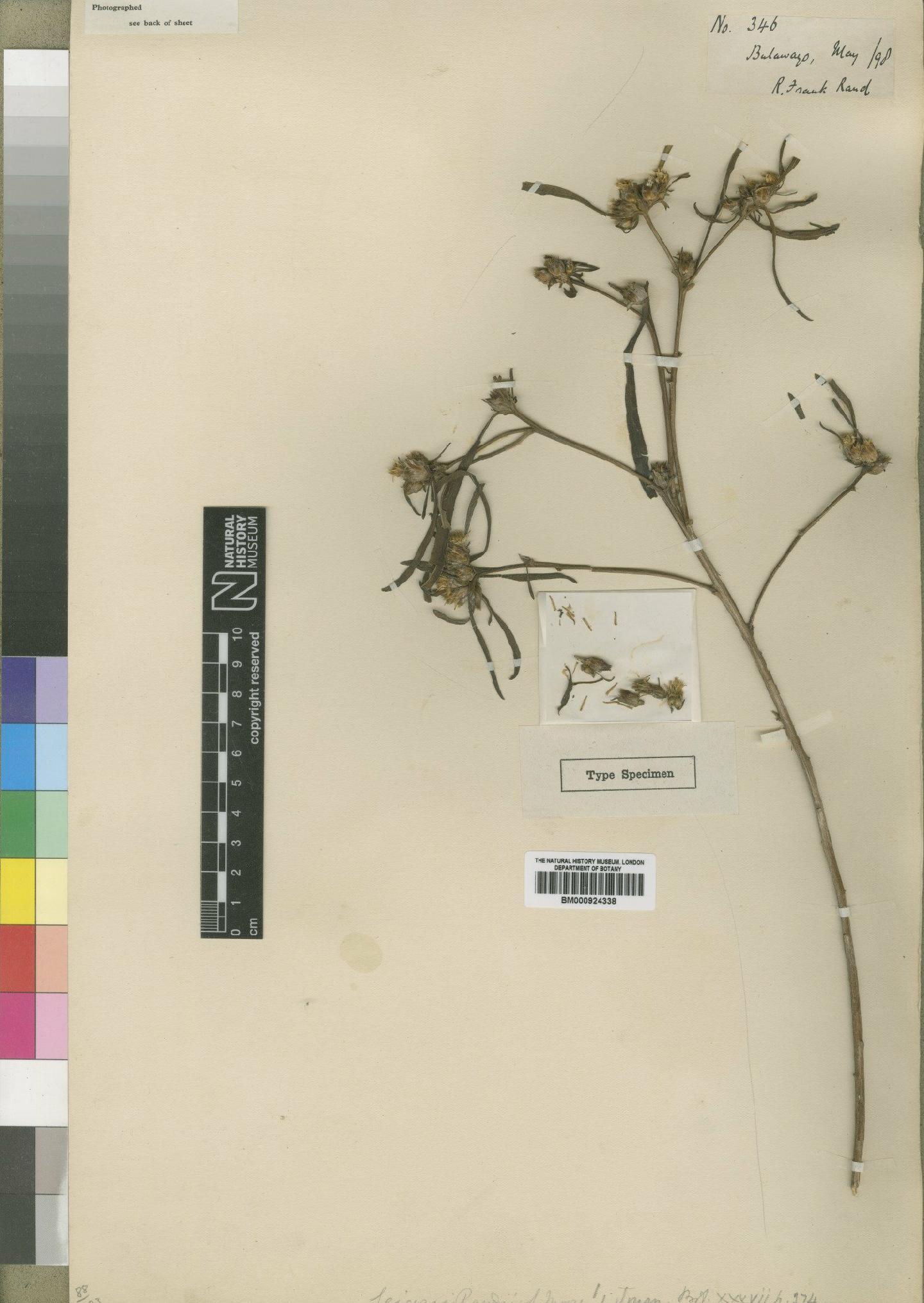 To NHMUK collection (Geigeria randii Moore; Type; NHMUK:ecatalogue:4529366)