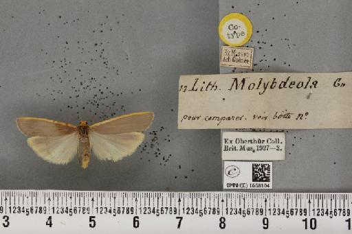 Eilema complana (Linnaeus, 1758) - BMNHE_1668104_289059