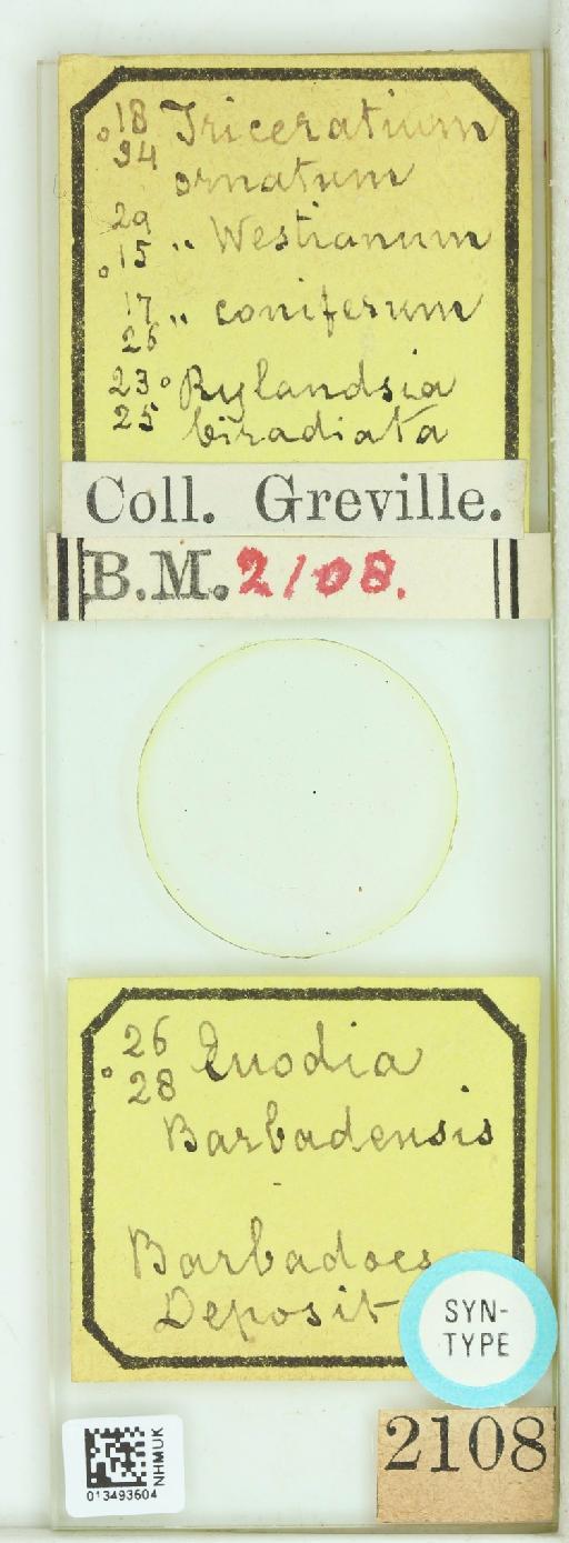 Triceratium ornatum Grev. - 013493504_242065_4514084-Type