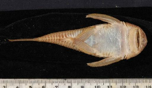 Chaetostomus thomsoni Regan, 1904 - 1902.5.15.28-30a; Chaetostomus thomsoni; ventral view; ACSI Project image