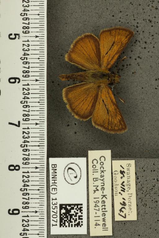 Thymelicus acteon ab. virescens Tutt, 1906 - BMNHE_1357071_157216