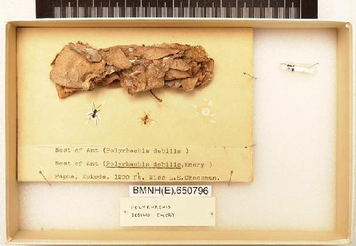 Polyrhachis debilis Emery, 1887 - Hymenoptera Nest BMNH(E) 650796