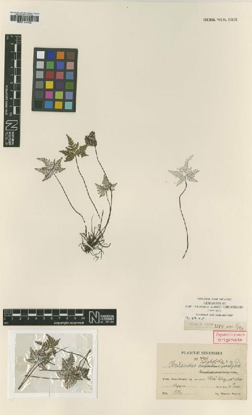 Cheilanthes niphobola C.Chr. - BM001044030